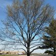 Photo #2: 10% off special!! GREAT DANE TREE EXPERTS, LLC