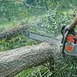 Photo #3: Affordable Tree services and Stump Grinding