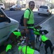 Photo #2: Dog walking. Pet Sitting. Pet Waste Removal. Grooming...