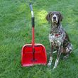 Photo #7: Dog walking. Pet Sitting. Pet Waste Removal. Grooming...