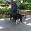 Photo #10: Dog walking. Pet Sitting. Pet Waste Removal. Grooming...