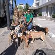 Photo #14: Dog walking. Pet Sitting. Pet Waste Removal. Grooming...