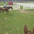 Photo #2: Quiet Horse Boarding Facility ~ Full & Self Care!