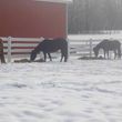Photo #8: Quiet Horse Boarding Facility ~ Full & Self Care!