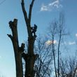 Photo #1: Alex's tree removal