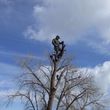 Photo #3: TREE SERVICE. FORESTREE LLC. LIC-INS-CER. FREE QUOTES!