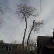 Photo #2: TREE SERVICE. FORESTREE LLC. LIC-INS-CER. FREE QUOTES!