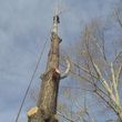Photo #1: TREE SERVICE. FORESTREE LLC. LIC-INS-CER. FREE QUOTES!