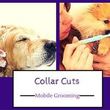 Photo #5: Collar Cuts Mobile Pet Grooming, We come to you!