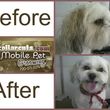 Photo #3: Collar Cuts Mobile Pet Grooming, We come to you!
