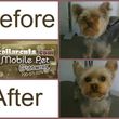 Photo #2: Collar Cuts Mobile Pet Grooming, We come to you!