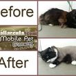 Photo #1: Collar Cuts Mobile Pet Grooming, We come to you!
