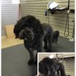 Photo #6: Dog grooming & self wash. DQ PET SHOP