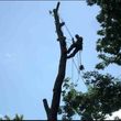 Photo #2: Arborite Tree Service - tree care and removal