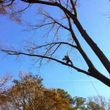 Photo #3: Arborite Tree Service - tree care and removal
