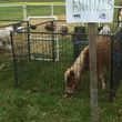 Photo #7: Pony Rides and Farm Petting Zoo ~ We come to you!