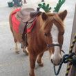 Photo #12: Pony Rides and Farm Petting Zoo ~ We come to you!