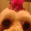 Photo #4: In my home Certified Dog Grooming