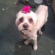 Photo #3: In my home Certified Dog Grooming