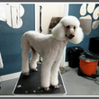 Photo #1: Quality Pet Spot Dog Grooming