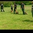 Photo #1: Dog training by Tiki Quinn