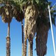 Photo #5: Palm/Tree service