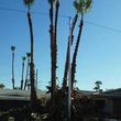 Photo #4: Palm/Tree service