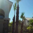 Photo #3: Palm/Tree service
