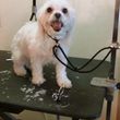 Photo #17: SMART CHOICE Professional Dog Grooming / 1 Dog $15.00