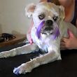 Photo #10: SMART CHOICE Professional Dog Grooming / 1 Dog $15.00
