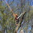 Photo #1: Art tree service - Tree / Stump removal