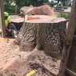 Photo #2: Art tree service - Tree / Stump removal