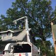 Photo #3: Art tree service - Tree / Stump removal