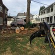 Photo #5: Art tree service - Tree / Stump removal