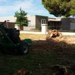 Photo #4: Trees by me. Stump Grinding