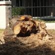 Photo #3: Trees by me. Stump Grinding