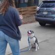 Photo #13: IN HOME DOG TRAINING