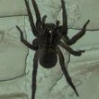 Photo #1: Patron Exterminators & Pest Control