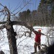 Photo #3: Apple Tree Pruning services. Carra Landscaping