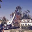 Photo #4: Mendoza tree service
