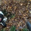 Photo #17: Leaf removal, landscaping service and more