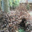 Photo #13: Leaf removal, landscaping service and more