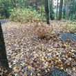 Photo #12: Leaf removal, landscaping service and more