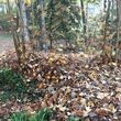 Photo #11: Leaf removal, landscaping service and more