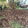 Photo #10: Leaf removal, landscaping service and more