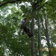 Photo #22: CERTIFIED EXPERT TREE SERVICE, 65 FT BUCKET TRUCK & CLIMBING SERVICE