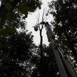 Photo #10: CERTIFIED EXPERT TREE SERVICE, 65 FT BUCKET TRUCK & CLIMBING SERVICE