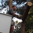 Photo #6: CERTIFIED EXPERT TREE SERVICE, 65 FT BUCKET TRUCK & CLIMBING SERVICE