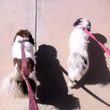 Photo #4: DOG BOARDING/DAYCARE (Good Reviews)