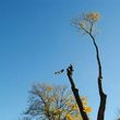 Photo #1: K.T.S TREE SERVICE - STUMP GRINDING - BUCKET SERVICE/CLIMBING